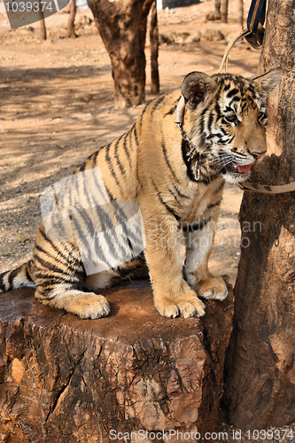 Image of Tiger cub