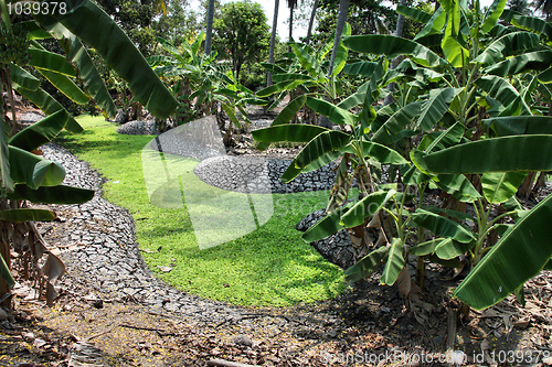 Image of Banana grove