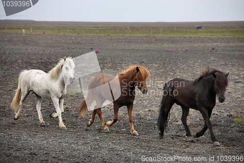 Image of Icelandic horses