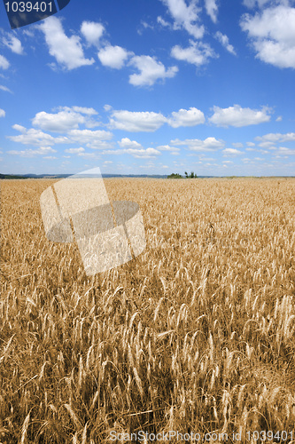 Image of Fields of barley