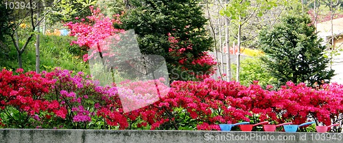 Image of Flower garden