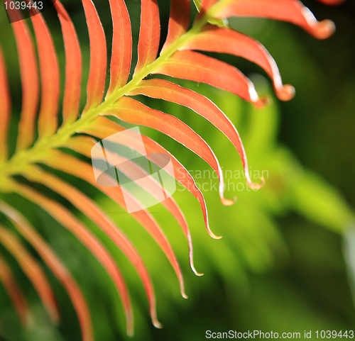 Image of leaf