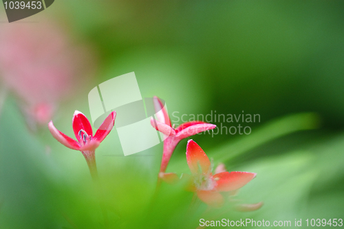 Image of red flower with green leafs