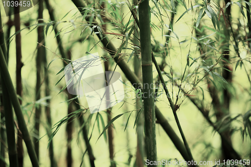 Image of bamboo background