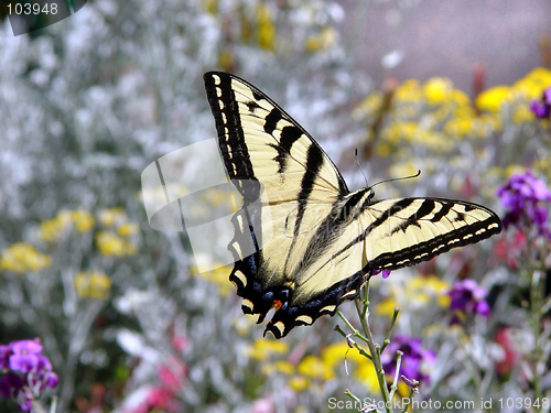 Image of butterfly