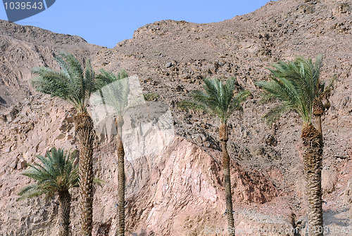 Image of Palm Trees and Mountains in Eilat