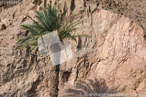 Image of Lone Palm Tree in Israel