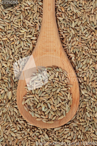Image of Rye Grain