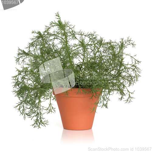 Image of Roman Chamomile Herb Plant