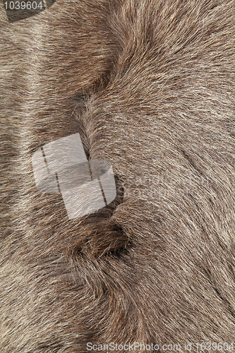 Image of Animal fur