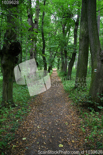 Image of Forest trail