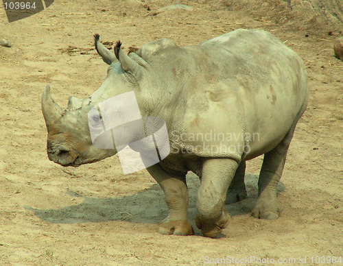 Image of Rhino