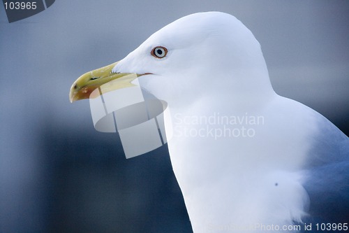Image of The Seagull look