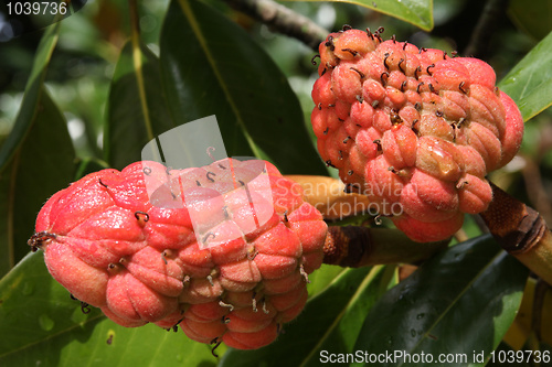 Image of Magnolia fruit