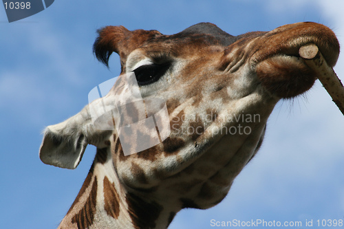 Image of A close up portrait of a giraffe chewing a stick