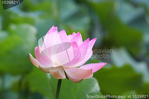 Image of Lotus (Nelumbo)