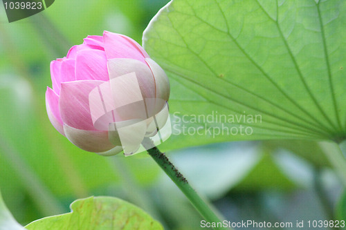 Image of Lotus (Nelumbo)