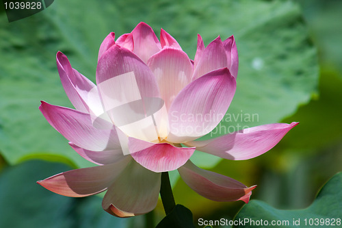 Image of Lotus (Nelumbo)