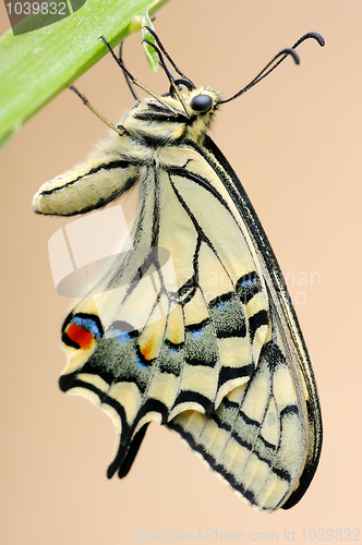 Image of Swallowtail