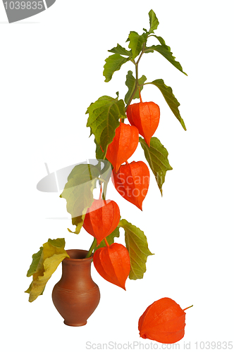 Image of Physalis, isolated