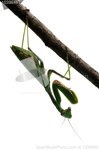 Image of Praying mantis on a tree