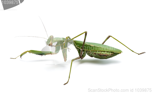 Image of Praying mantis