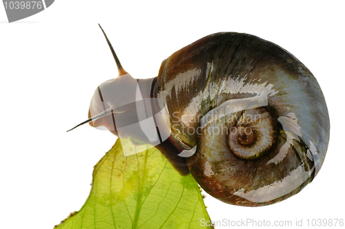 Image of Great ramshorn, isolated