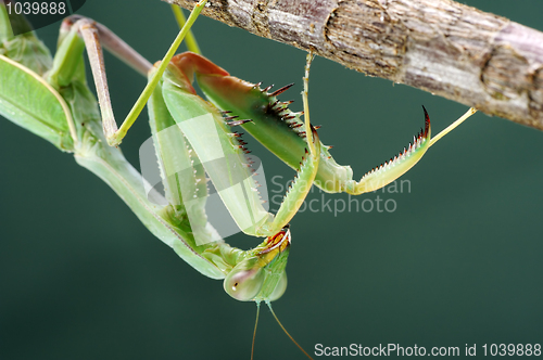 Image of Praying mantis on a tree, close-up