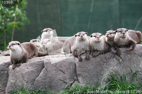 Image of A family group of otters rest on a rock