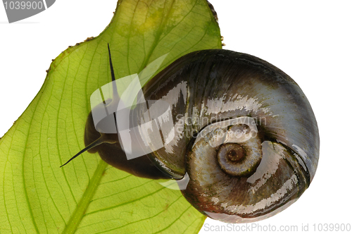 Image of Great ramshorn, isolated