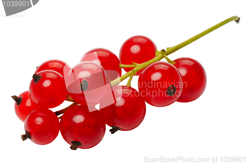 Image of Red currant berries, isolated on a white background