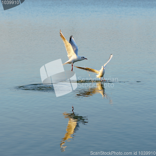 Image of Two seagulls