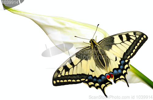 Image of Swallowtail
