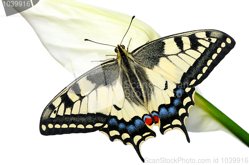Image of Swallowtail