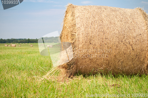 Image of Hay