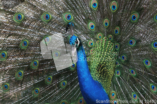 Image of A peacock displays his glorious plumage