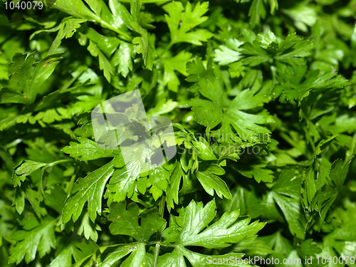 Image of Parsley