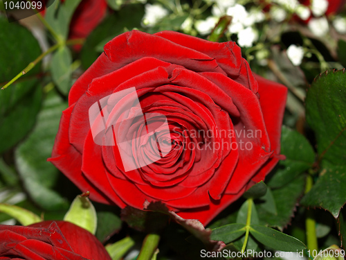 Image of Rose