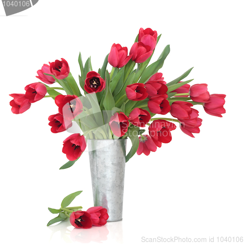 Image of Red Tulip Beauty