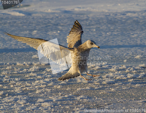 Image of Seagull landing in the snow