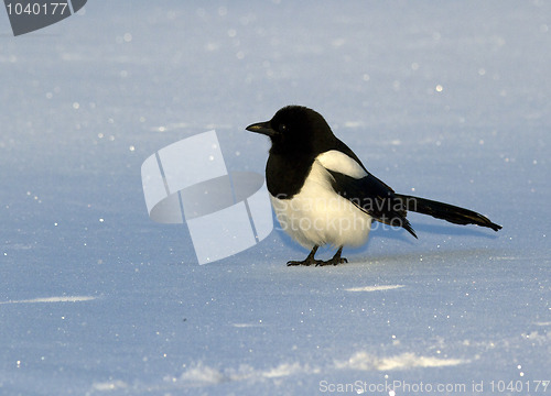 Image of Magpie