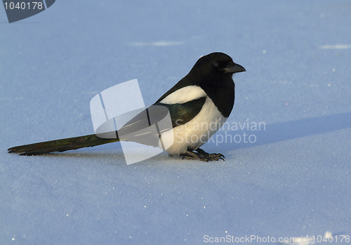 Image of Magpie