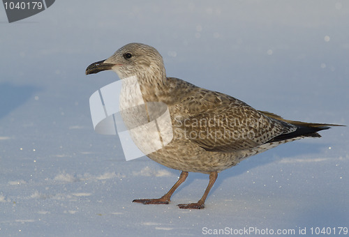 Image of Seagull on the ice
