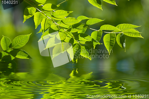 Image of Green leaves in the water