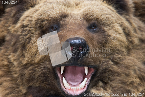 Image of bear closeup