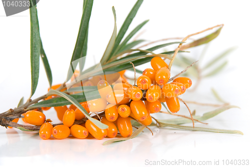 Image of sea-buckthorn