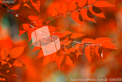 Image of autumn leaves