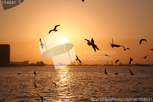 Image of seagulls at sunset