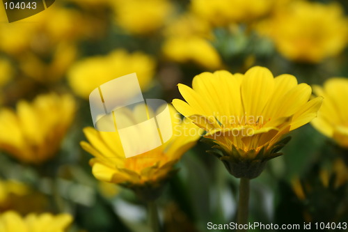 Image of  sunflowers