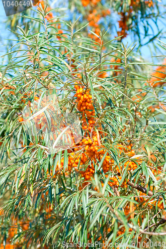 Image of sea-buckthorn